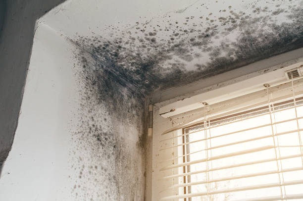 Affordable Basement Mold Removal solutions in Parkhill, PA