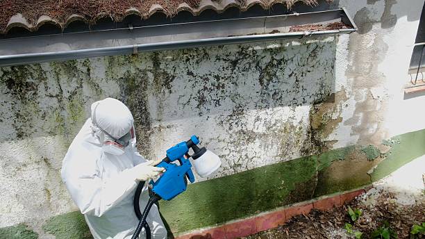 Trusted Crawl Space Mold Removal service in Parkhill, PA - Cheap Mold Removal